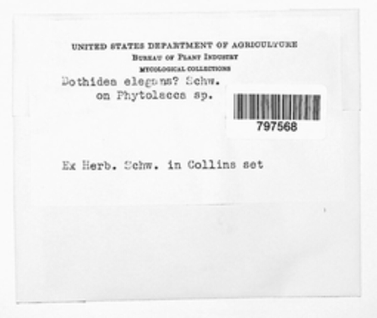 Phyllachora elegans image